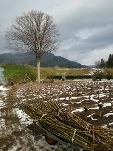 冬のしごと 剪定 永源寺マルベリー