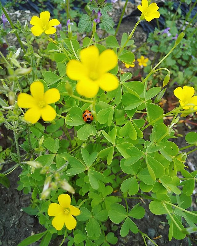 そこらの野の花シリーズてんとう虫が️ #永源寺マルベリー#野の花#オーガニック#てんとう虫#黄色い花