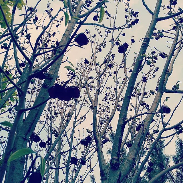 ポポー会社の敷地内にポポーの木があります。枯れ葉がくっついてるのかと思いきや花！濃い小豆色でクリスマスローズみたいな感じ。かわいいな