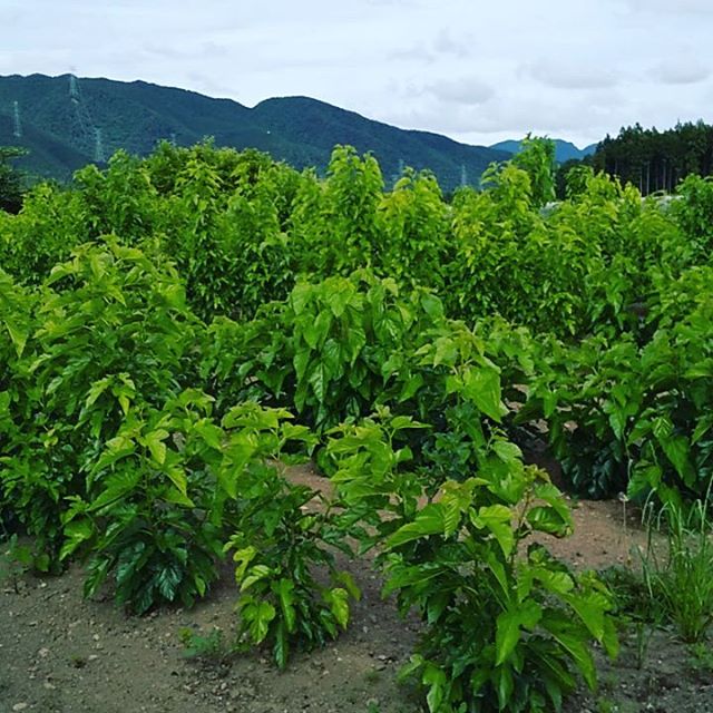 昨年植えたばかりの桑若々しいです  #永源寺マルベリー#桑の木#オーガニック#オーガニック好きな人と繋がりたい #漢方薬局