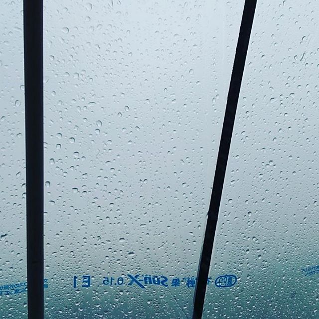 ざざ降りです️ビニールハウスに当たる雨音が激しいです。  #永源寺マルベリー#オーガニック#桑畑#明日葉#モリンガ#マンジェリコン#ケール#ライフスタイル#雨#農