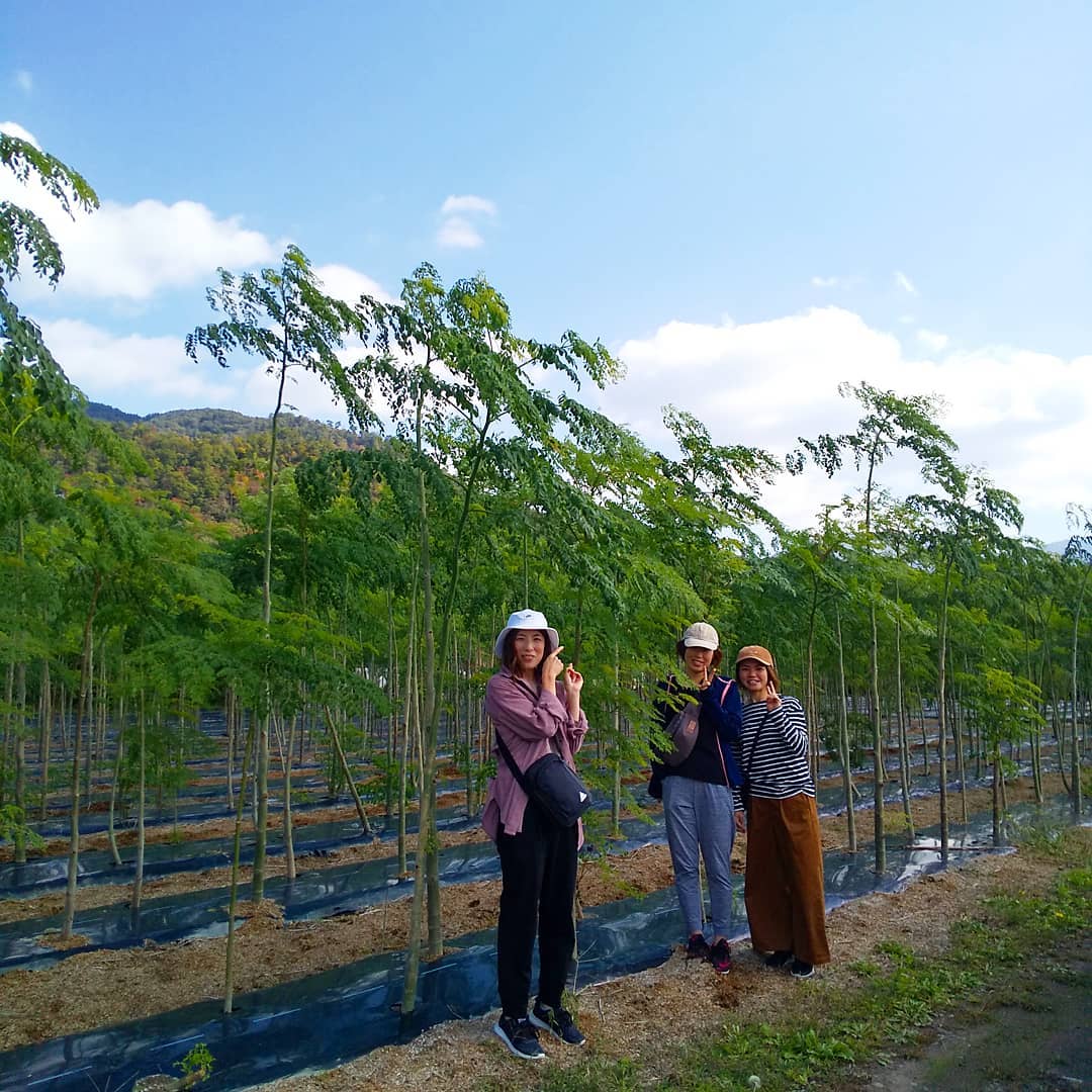 『キレイこれ何ていう植物ですか？』お散歩中の仲良し女子３人さんがモリンガ畑に興味を持ってくれました熱帯・亜熱帯地域の植物でフィリピンやベトナムなどでは庶民の野菜として親しまれ、多くの栄養素を含み“奇跡の木”と呼ばれていることなどを説明させていただきましたまた来てね️永源寺マルベリーのホームページはこちら️https://eigenji-mulberry.com#永源寺マルベリー#オーガニック#薬用植物#桑#明日葉#モリンガ#オーガニック好きな人と繋がりたい#organic#mulberry#organic farm#健康志向の人と繋がりたい #耕作放棄地活用 #健康#美容と健康#ポリフェノール#糖尿病#血糖値#桑摘み#サスティナブル#ジャングル#菜食主義 #奇跡の木