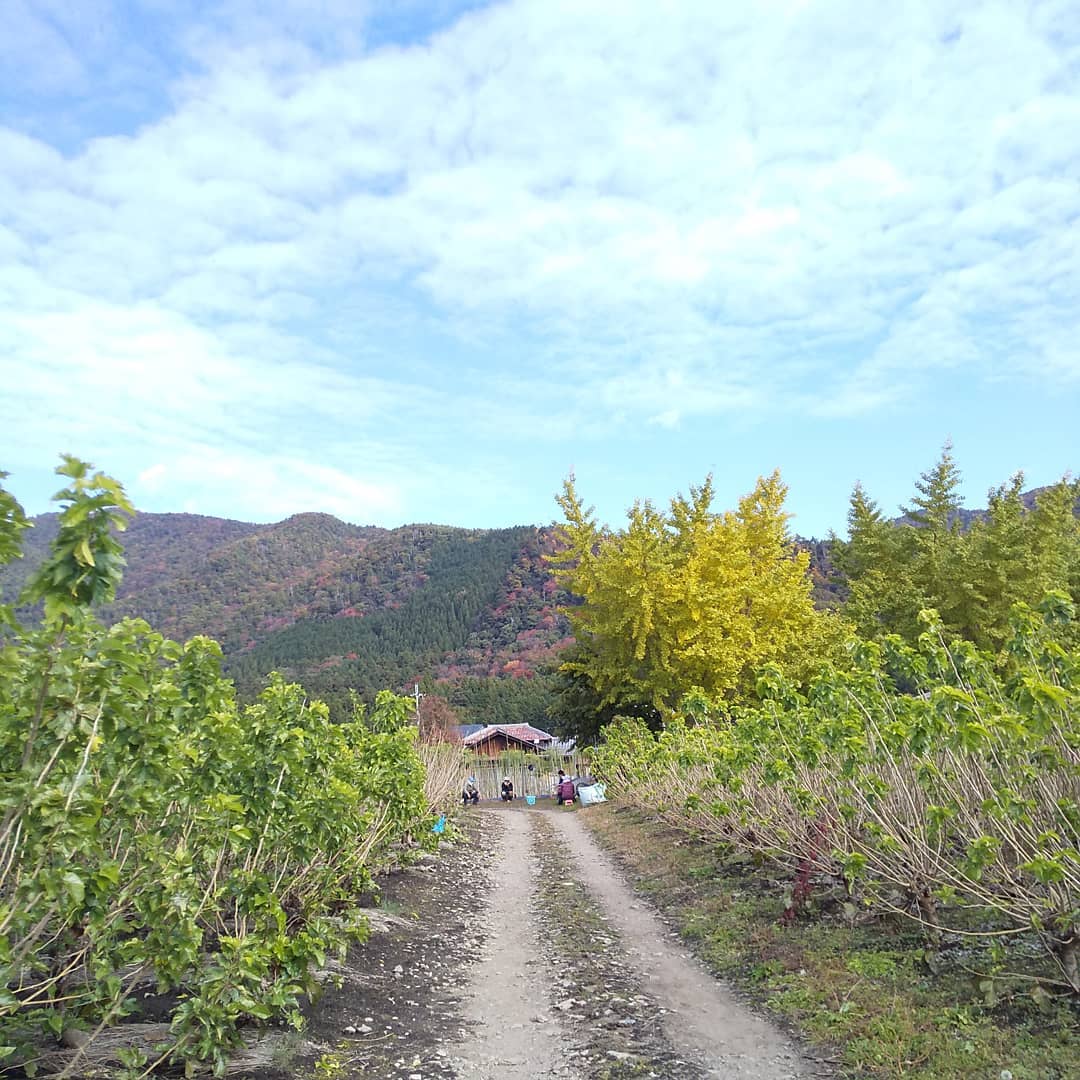 風もなく穏やかな秋の日ですこんな日の収穫作業は特に楽しいです。なので休憩時間のおしゃべりも絶好調！畑に笑い声が響いてました️ホームページはこちらへ️https://eigenji-mulberry.com#永源寺マルベリー#オーガニック#薬用植物#桑#明日葉#モリンガ#オーガニック好きな人と繋がりたい#organic#mulberry#organic farm#健康志向の人と繋がりたい #耕作放棄地活用 #健康#美容と健康#ポリフェノール#糖尿病#血糖値#桑摘み#サスティナブル