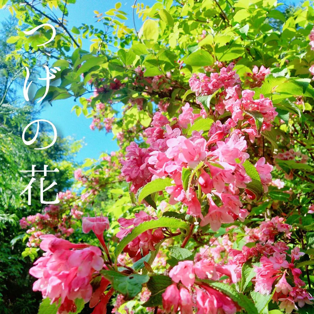 つげの花が満開です滋賀県永源寺地区で#オーガニック 栽培した#桑 #明日葉 #モリンガ を使って#お茶 や#パウダー を作っています楽天市場 #永源寺organic で検索を♪またはプロフィールのＵＲＬからどうぞ！#つげ #花#皐月#山