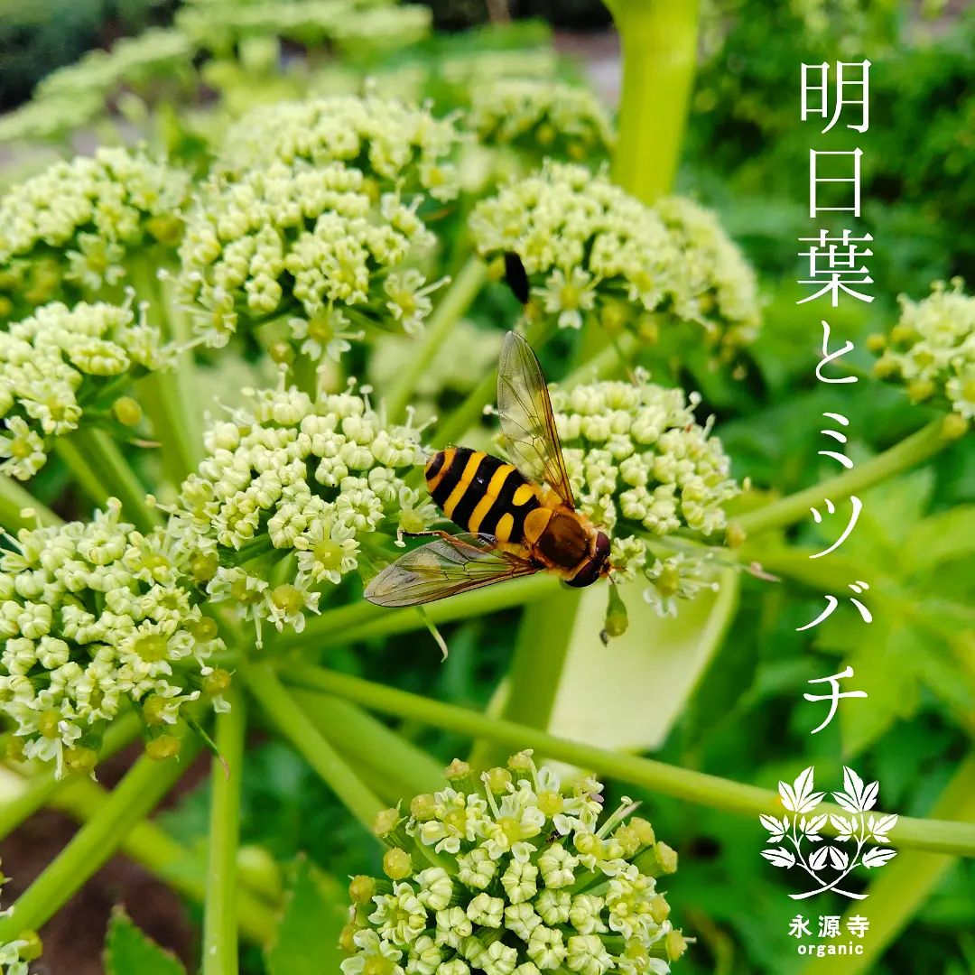 明日葉は2年目になると花を咲かせます。結実を促してくれるのは虫たち。花のあま～い香りに誘われてミツバチやテントウムシ、カナブンなど色んな虫たちがやってきます。花畑は虫の羽音がブンブン大騒ぎで連日パーティーパーティー時期によって虫の種類が変化していくのも面白いです。つづく滋賀県永源寺地区でオーガニック栽培した桑・明日葉 ・モリンガ を使ってお茶やパウダー を作っています楽天市場『永源寺マルベリー』で検索を♪またはプロフィールのＵＲＬからどうぞ！#永源寺マルベリー #永源寺organic #オーガニック#明日葉#虫媒花#テントウムシ#ミツバチ#受粉#結実#種#サステナブル#美容#健康#スーパーフード#ボコとデコ
