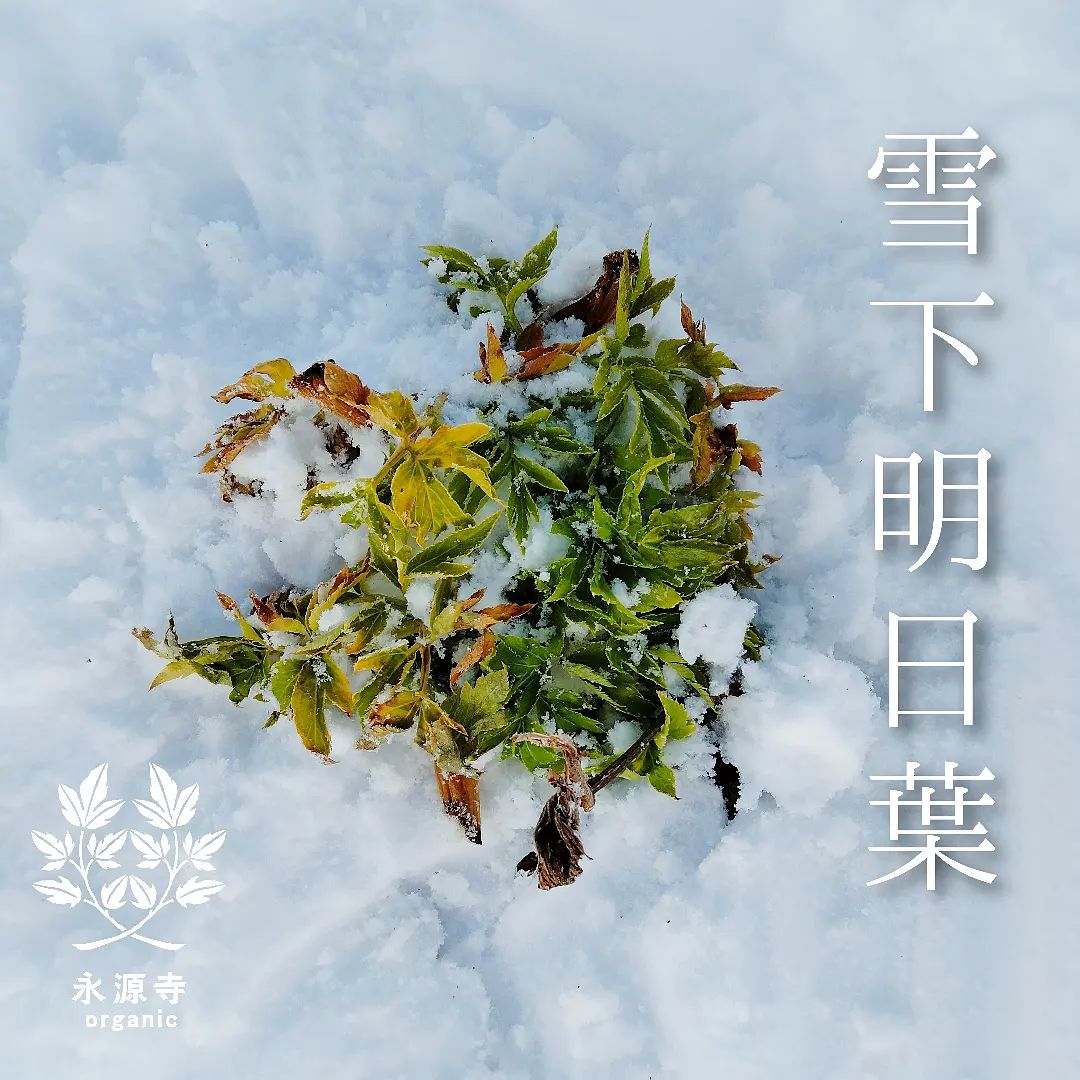雪下明日葉元々は温暖な地域で育つ明日葉ですが、植物の順応性はすごいもので、積雪に耐えれるようになりました。原産地の八丈島から滋賀県にやってきてもうすぐ10年。南国っ子 は雪国っ子に滋賀県永源寺地区でオーガニック栽培した桑・明日葉 ・モリンガ を使ってお茶やパウダー を作っています楽天市場『永源寺マルベリー』で検索を♪またはプロフィールのＵＲＬからどうぞ！#永源寺マルベリー #永源寺organic #桑畑#明日葉#ボコとデコ#ていねい通販#ゆきんこ